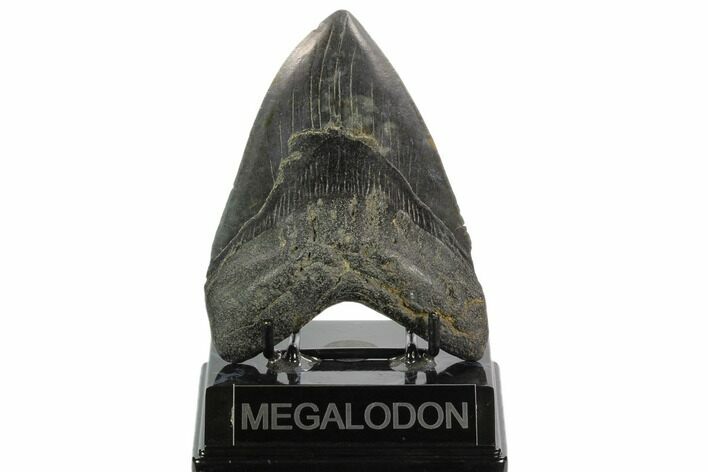 Fossil Megalodon Tooth - South Carolina #122534
